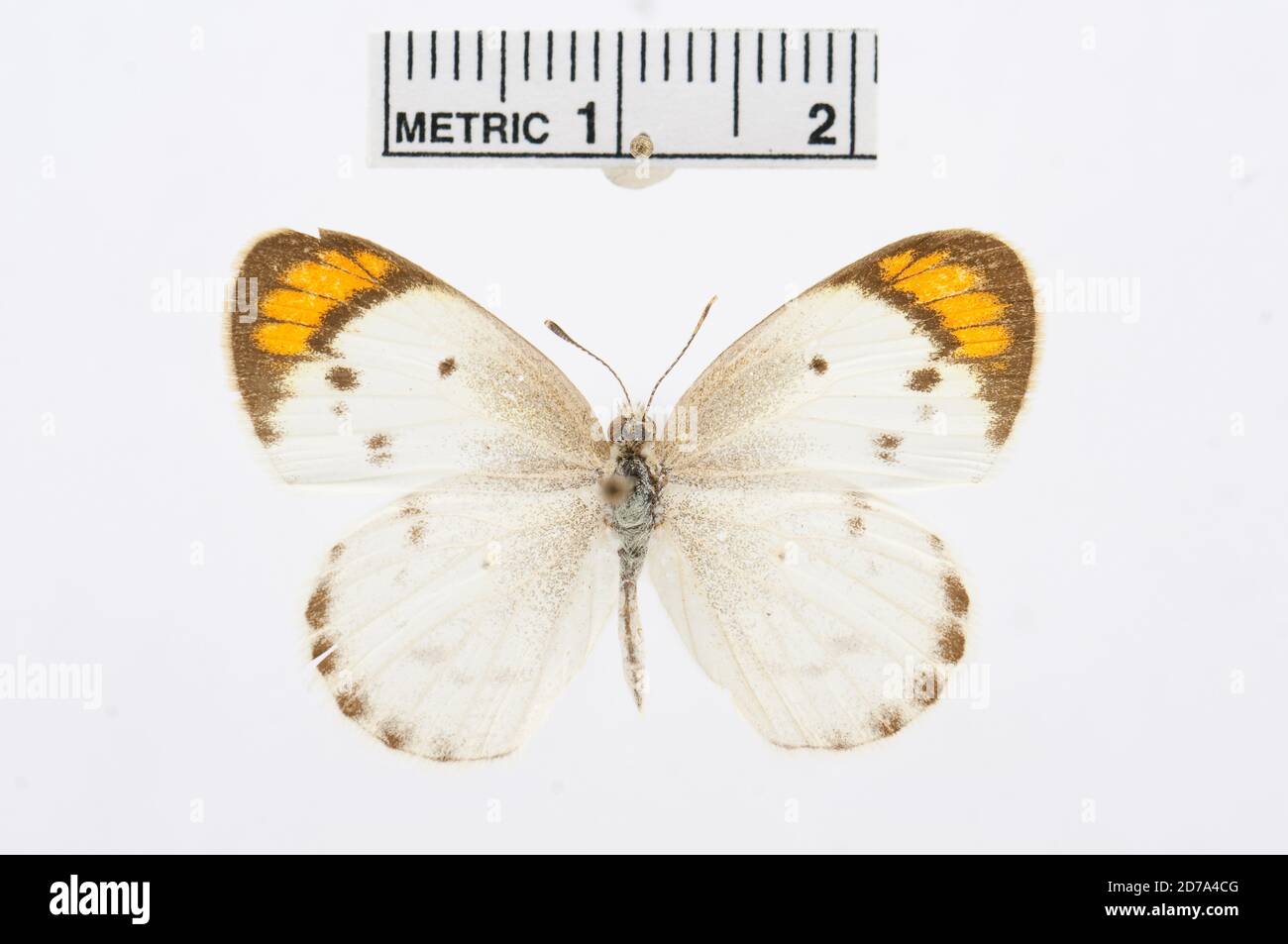 Colotis etrida, Animalia, Arthropoda, Hexapoda, Insecta, Lepidoptera, Pieridae, Pierinae Banque D'Images