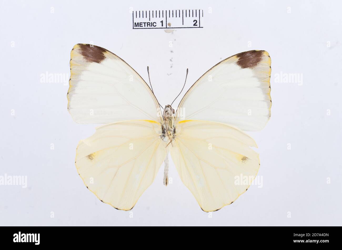 Nepheronia argia, Animalia, Arthropoda, Hexapoda, Insecta, Lepidoptera, Pieridae, Pierinae Banque D'Images