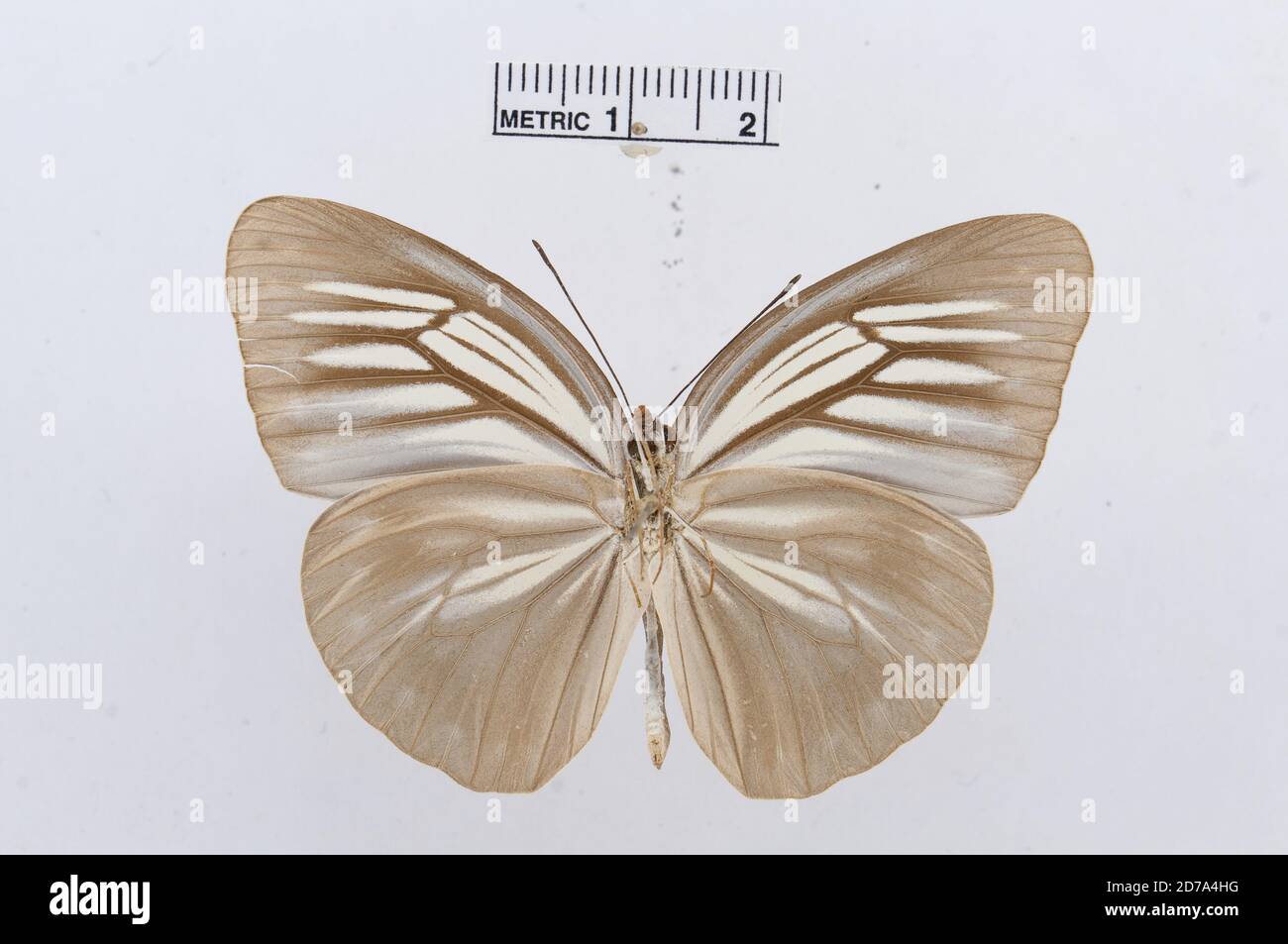 Pareronia phocaea, Animalia, Arthropoda, Hexapoda, Insecta, Lepidoptera, Pieridae, Pierinae Banque D'Images