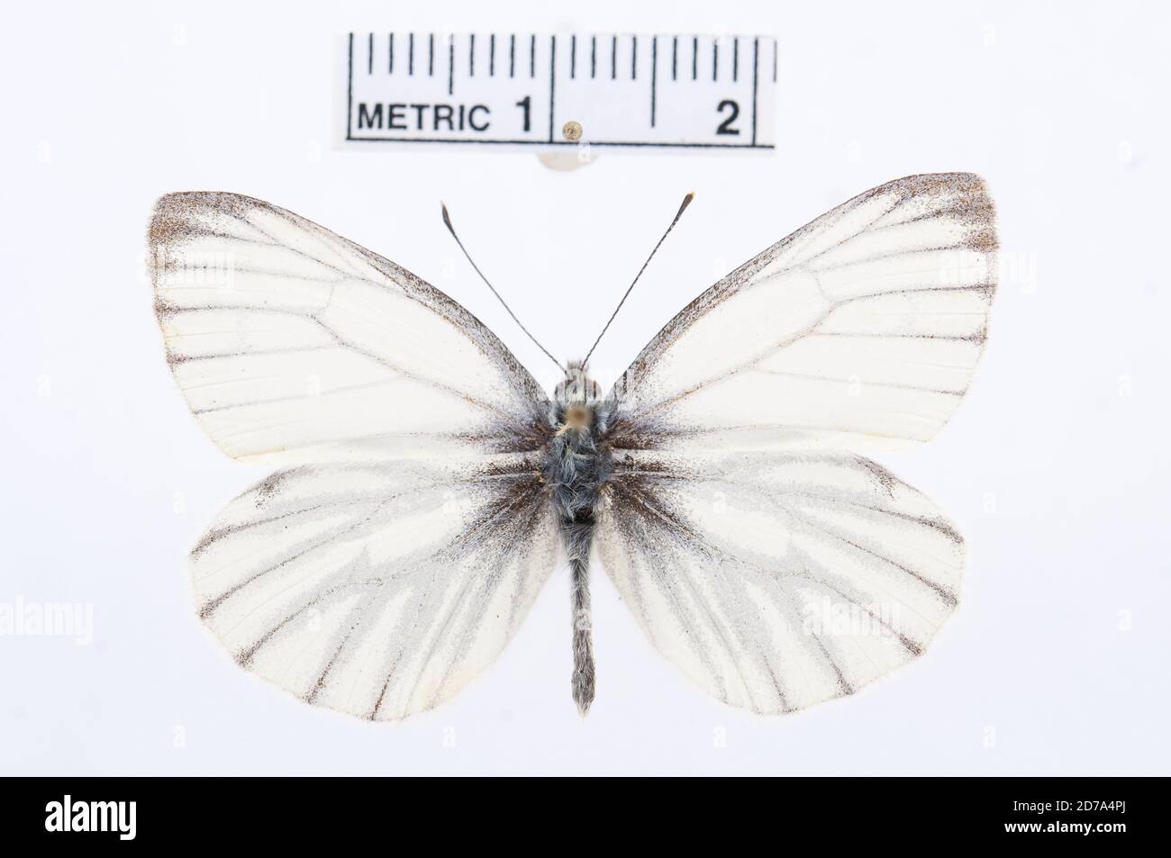 Pieris bryoniae, Animalia, Arthropoda, Hexapoda, Insecta, Lepidoptera, Pieridae, Pierinae Banque D'Images