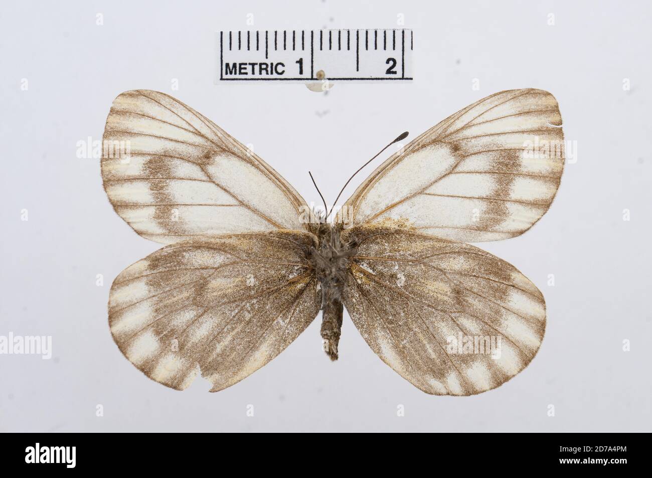 Pieris koslovi, Animalia, Arthropoda, Hexapoda, Insecta, Lepidoptera, Pieridae, Pierinae Banque D'Images
