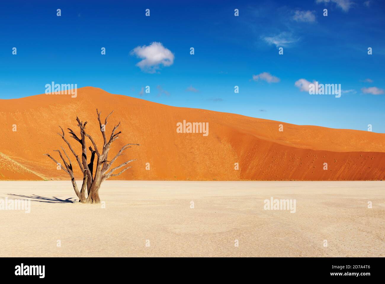 Arbre mort dans Dead Vlei - Sossusvlei, Désert du Namib, Namibie Banque D'Images