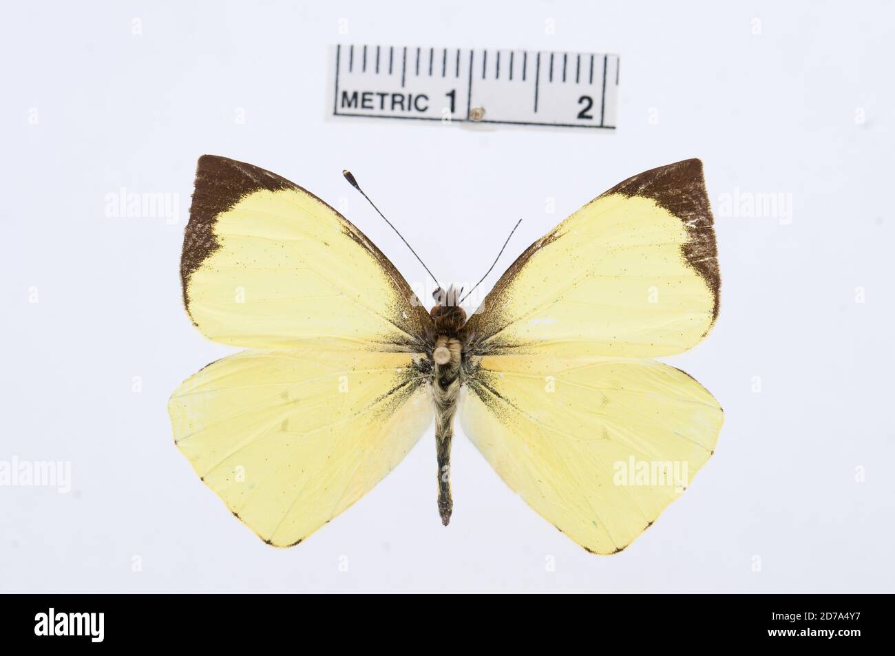 Leptophobie eucosma, Animalia, Arthropoda, Hexapoda, Insecta, Lepidoptera, Pieridae, Pierinae Banque D'Images