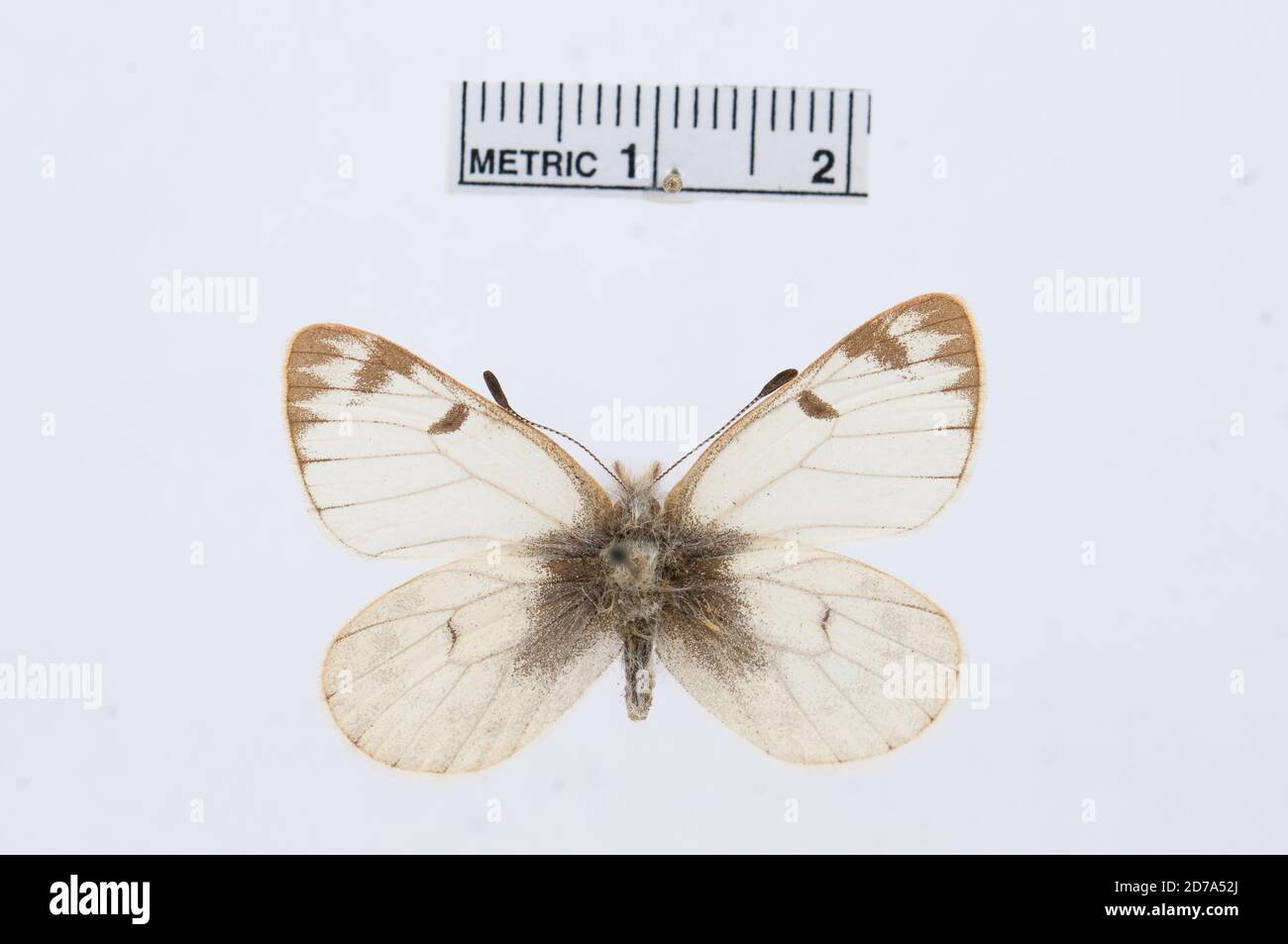 Baltia shawii, Animalia, Arthropoda, Hexapoda, Insecta, Lepidoptera, Pieridae, Pierinae Banque D'Images