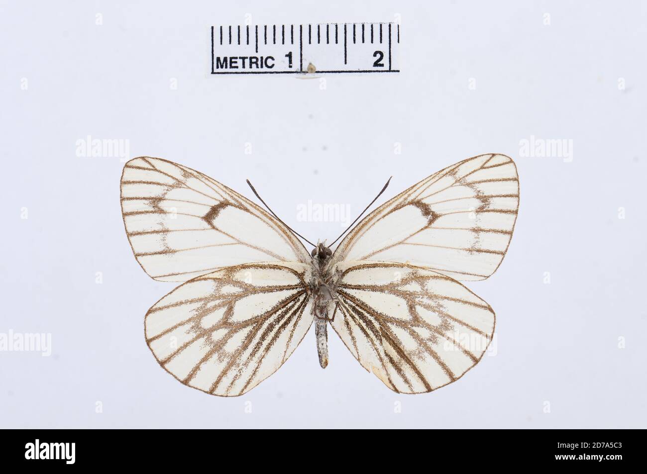 Aporia leucodice, Animalia, Arthropoda, Hexapoda, Insecta, Lepidoptera, Pieridae, Pierinae Banque D'Images