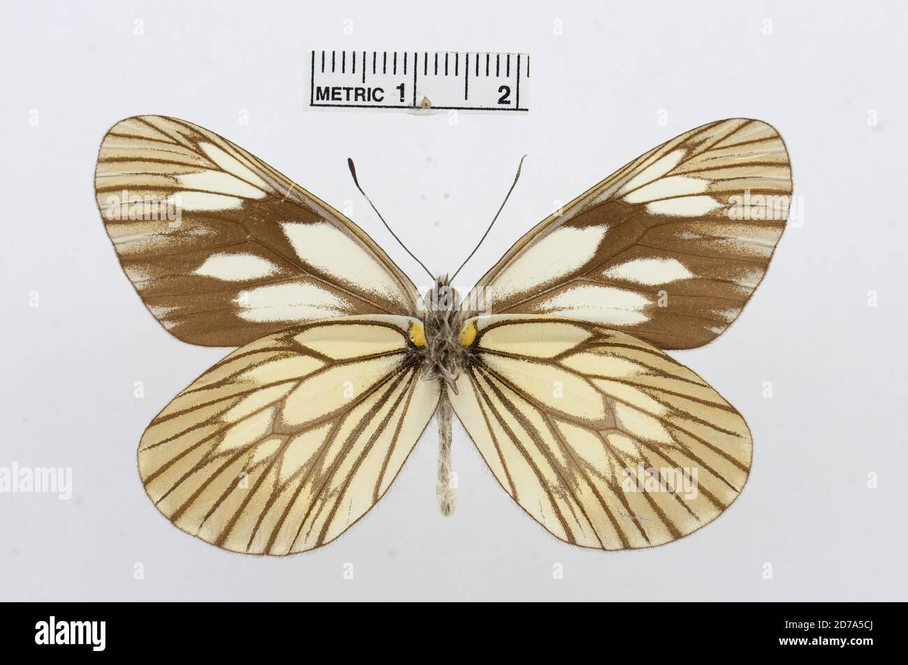 Épinglé, Aporia acraea, Animalia, Arthropoda, Hexapoda, Insecta, Lepidoptera, Pieridae, Pierinae Banque D'Images