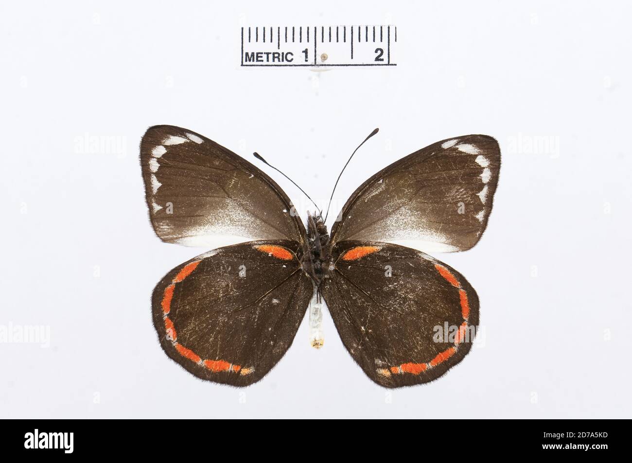 Punaisé, Delias caroli, Animalia, Arthropoda, Hexapoda, Insecta, Lepidoptera, Pieridae, Pierinae Banque D'Images