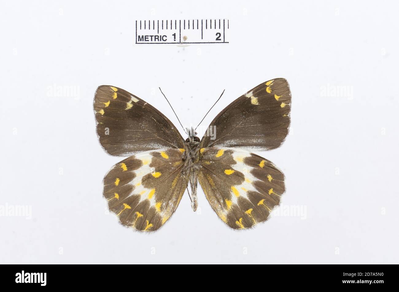 Delias cuningputi, Animalia, Arthropoda, Hexapoda, Insecta, Lepidoptera, Pieridae, Pierinae Banque D'Images