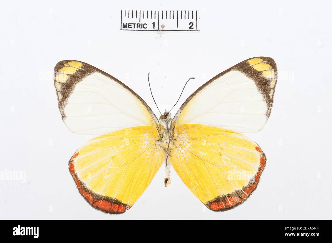 Delias doylei, Animalia, Arthropoda, Hexapoda, Insecta, Lepidoptera, Pieridae, Pierinae Banque D'Images