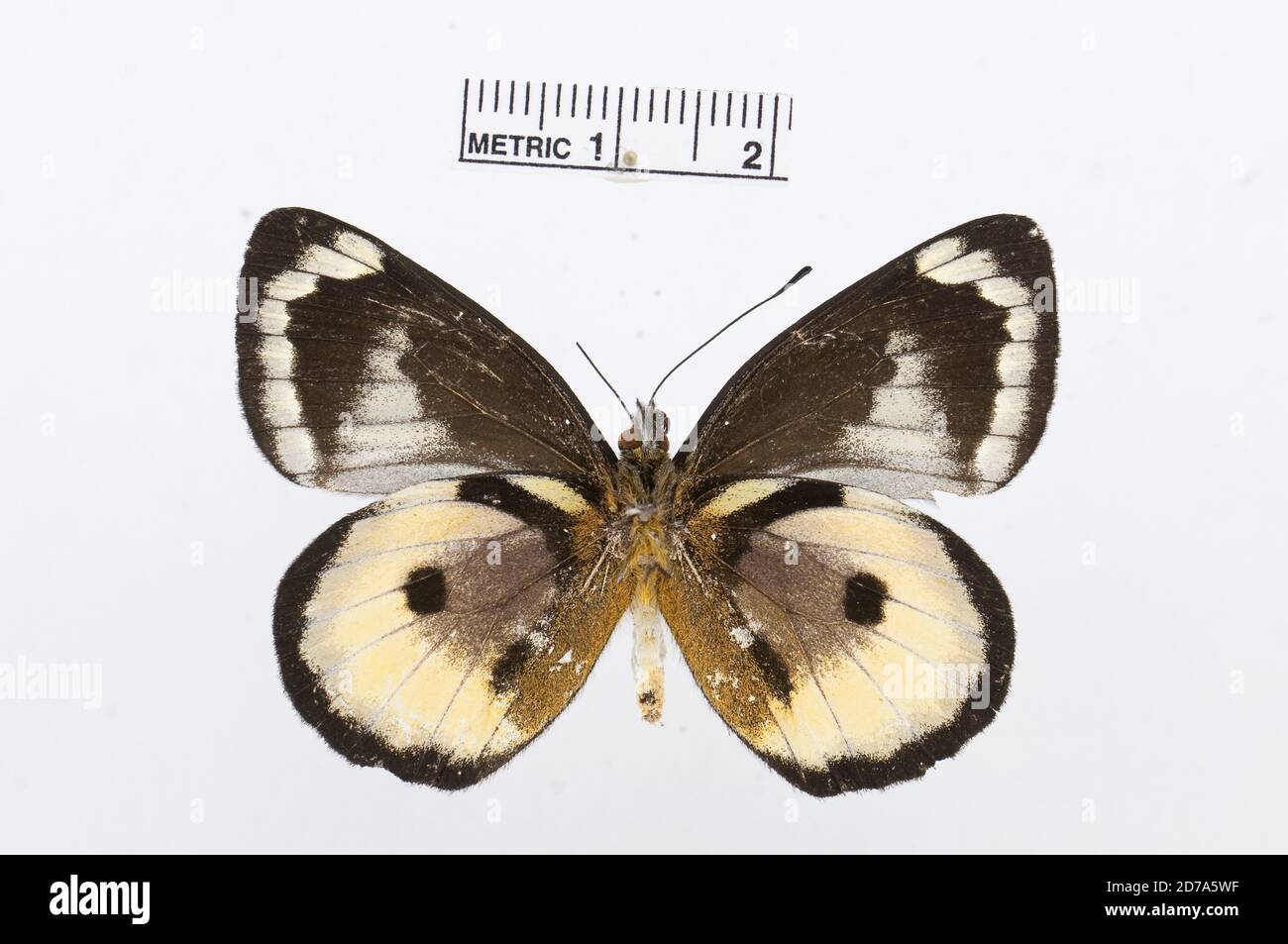 Punaisé, Delias elongatus, Animalia, Arthropoda, Hexapoda, Insecta, Lepidoptera, Pieridae, Pierinae Banque D'Images