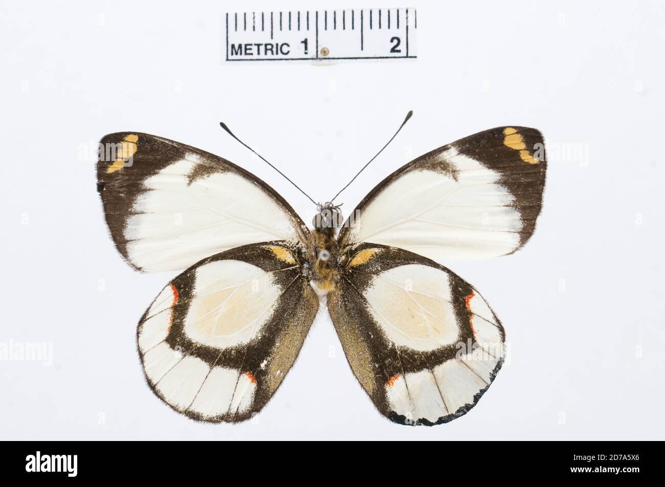 Delias hapalina, Animalia, Arthropoda, Hexapoda, Insecta, Lepidoptera, Pieridae, Pierinae Banque D'Images