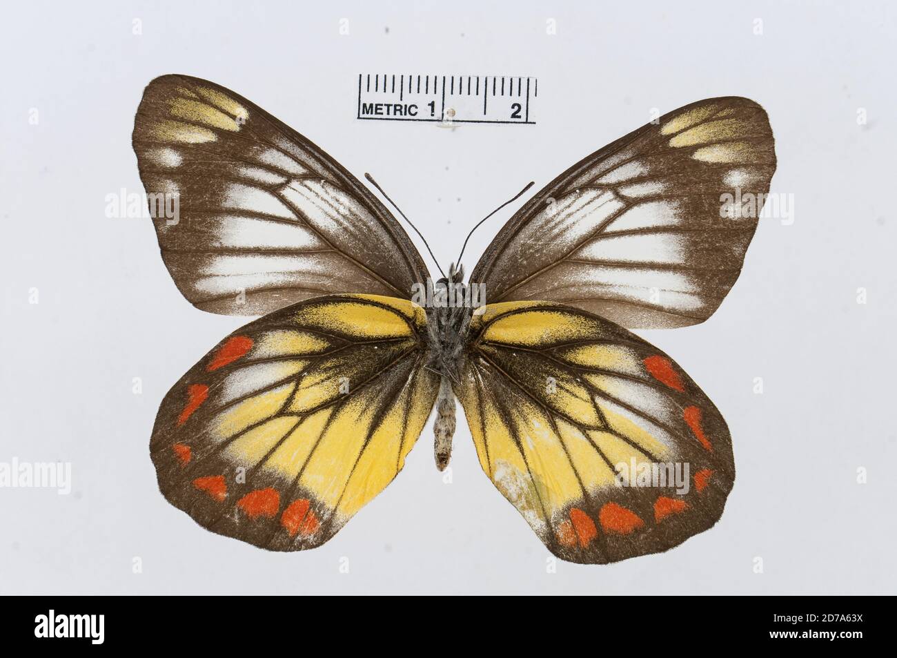 Punaisé, Delias rosenbergi, Animalia, Arthropoda, Hexapoda, Insecta, Lepidoptera, Pieridae, Pierinae Banque D'Images