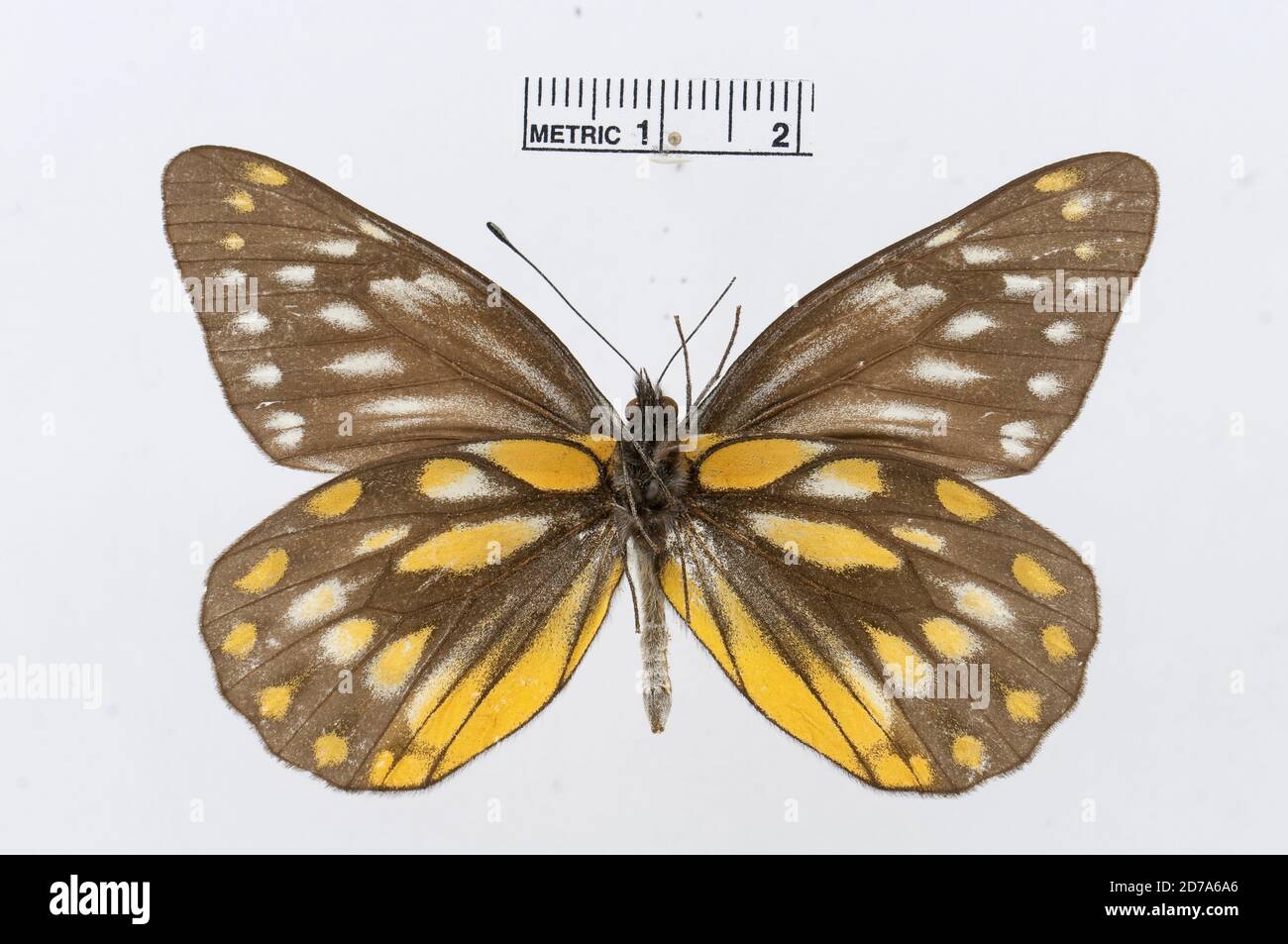 Punaisé, Delias sanaca, Animalia, Arthropoda, Hexapoda, Insecta, Lepidoptera, Pieridae, Pierinae Banque D'Images