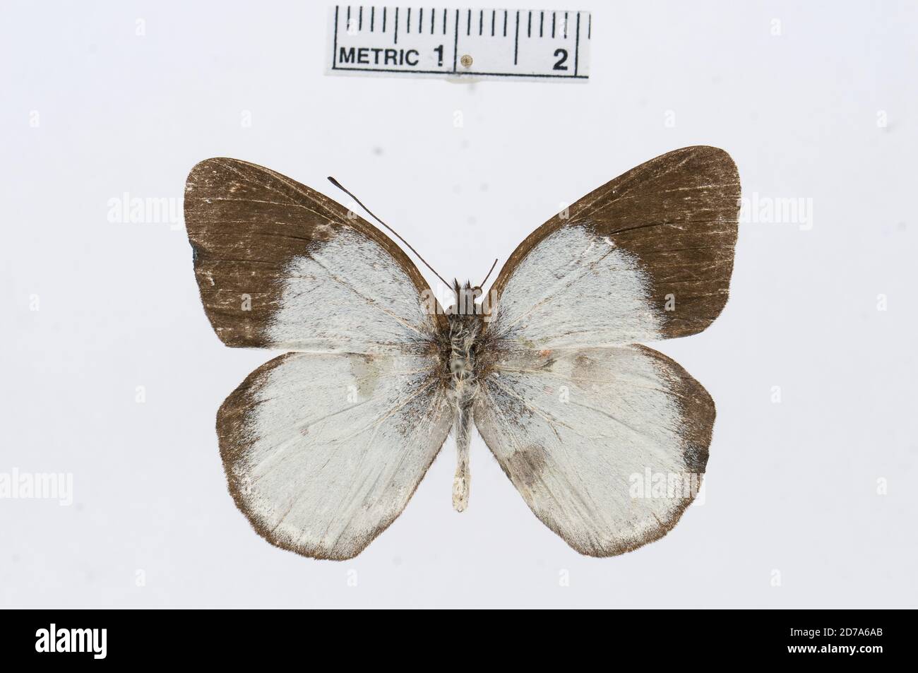 Delias thompsoni, Animalia, Arthropoda, Hexapoda, Insecta, Lepidoptera, Pieridae, Pierinae Banque D'Images