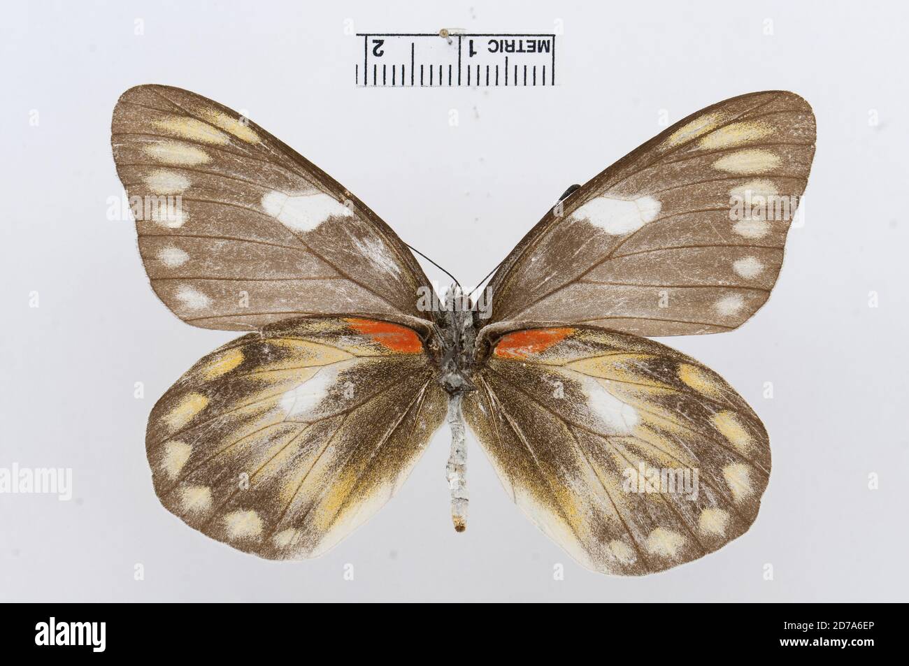 Punaisé, Delias zebuda, Animalia, Arthropoda, Hexapoda, Insecta, Lepidoptera, Pieridae, Pierinae Banque D'Images