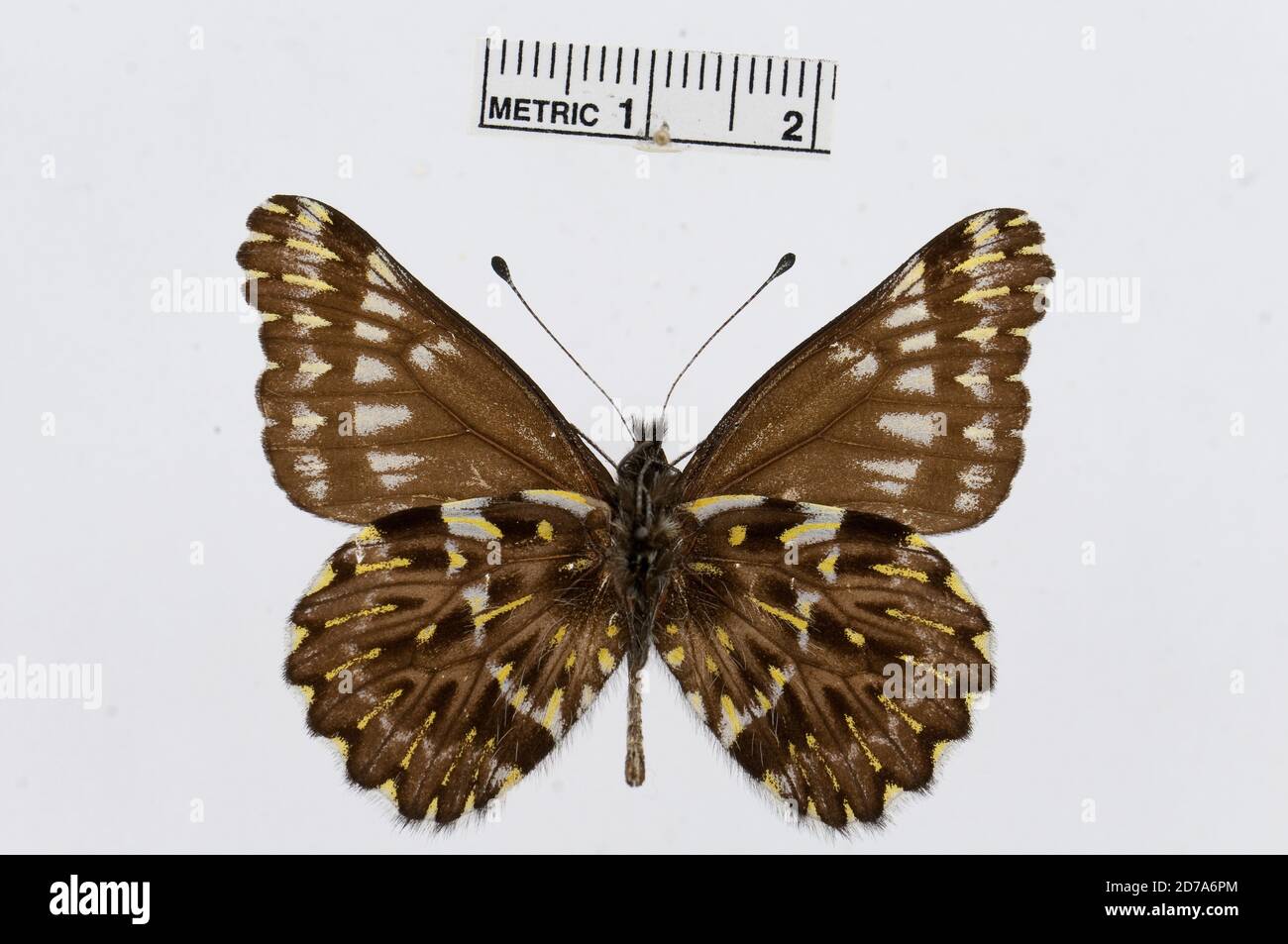 Catasticta cinerea, Animalia, Arthropoda, Hexapoda, Insecta, Lepidoptera, Pieridae, Pierinae Banque D'Images