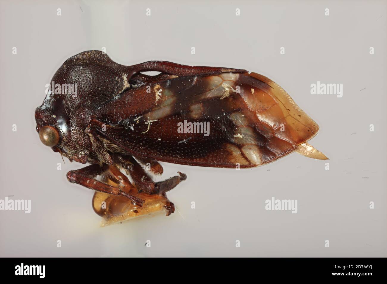 W. Borneo, Manorg, Kalimantan Barat, Indonésie, Ebhul carinatus Funkhouser, 1915, Animalia, Arthropoda, Insecta, Hemiptera, Homoptera, Membracidae Banque D'Images
