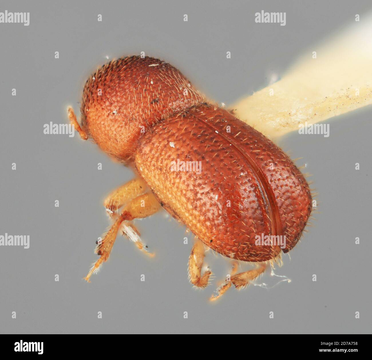 Pinched Insect Pinched, volcan Ceboruco, Nayarit, Mexique, Dendroterus modicus Wood ...