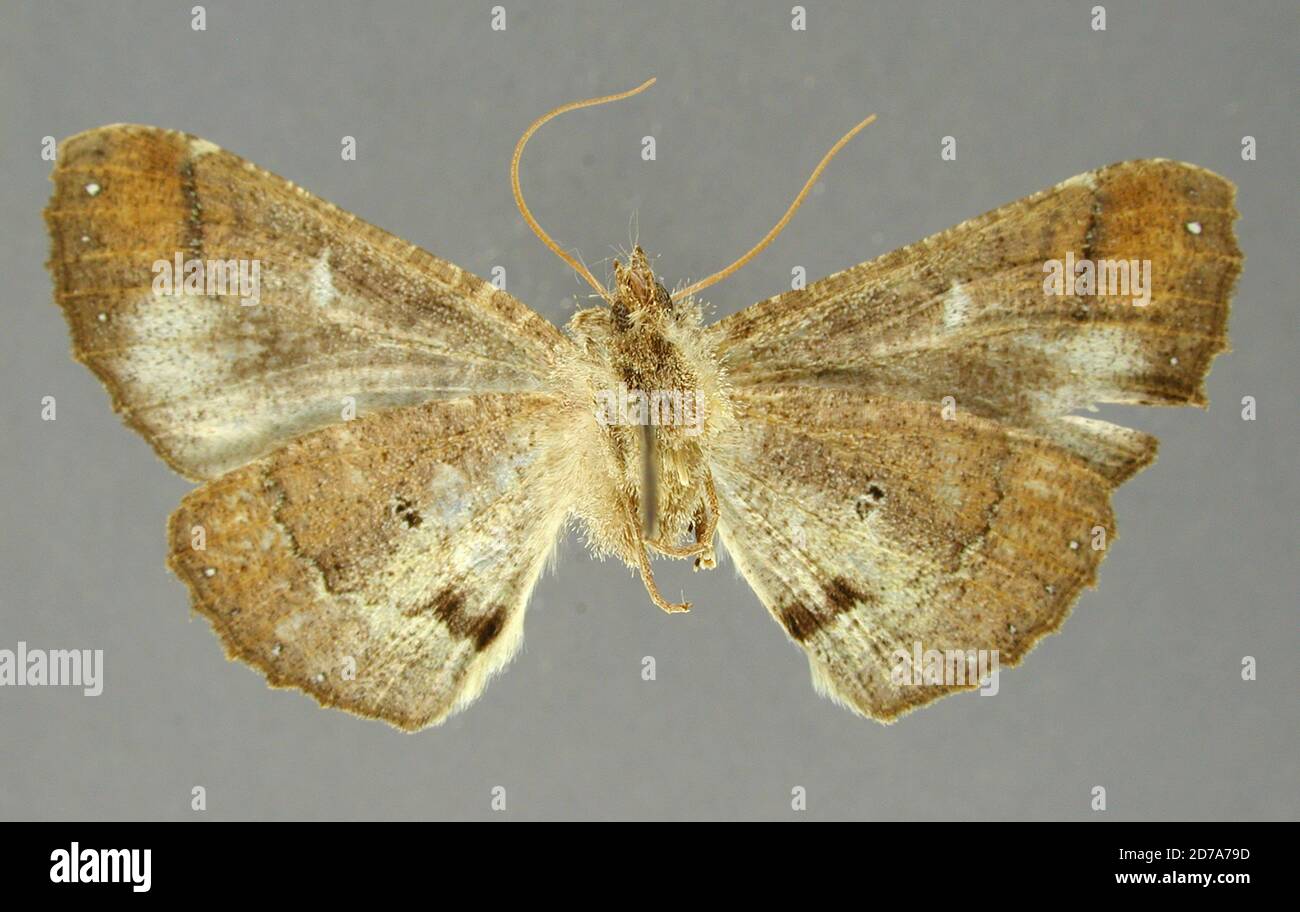 Pinklé, Monte Tolima, Colombie, Pero lepa Poole, 1987, Animalia, Arthropoda, Insecta, Lepidoptera, Geometridae, Ennominae Banque D'Images
