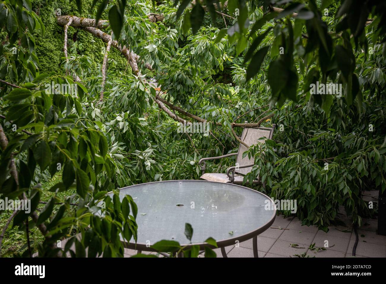 Grand arbre tombé couvrant le patio de la maison arrière-cour Banque D'Images