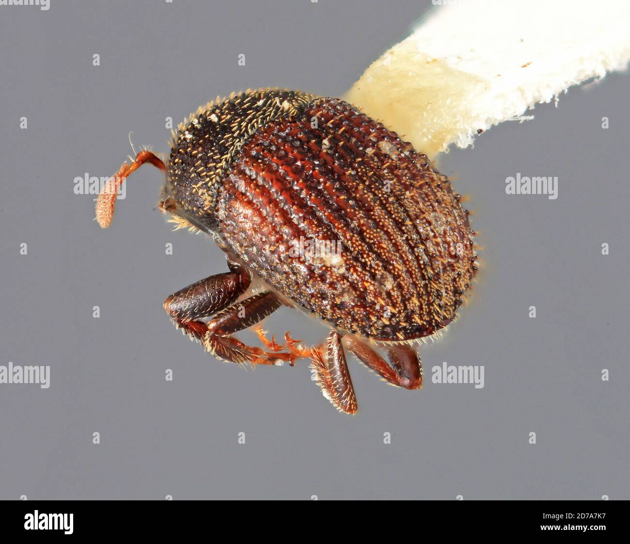 Pinched Insect Pinched, Volcan Pacaya, Escuintla, Guatemala, Chramamesus punctatus ...