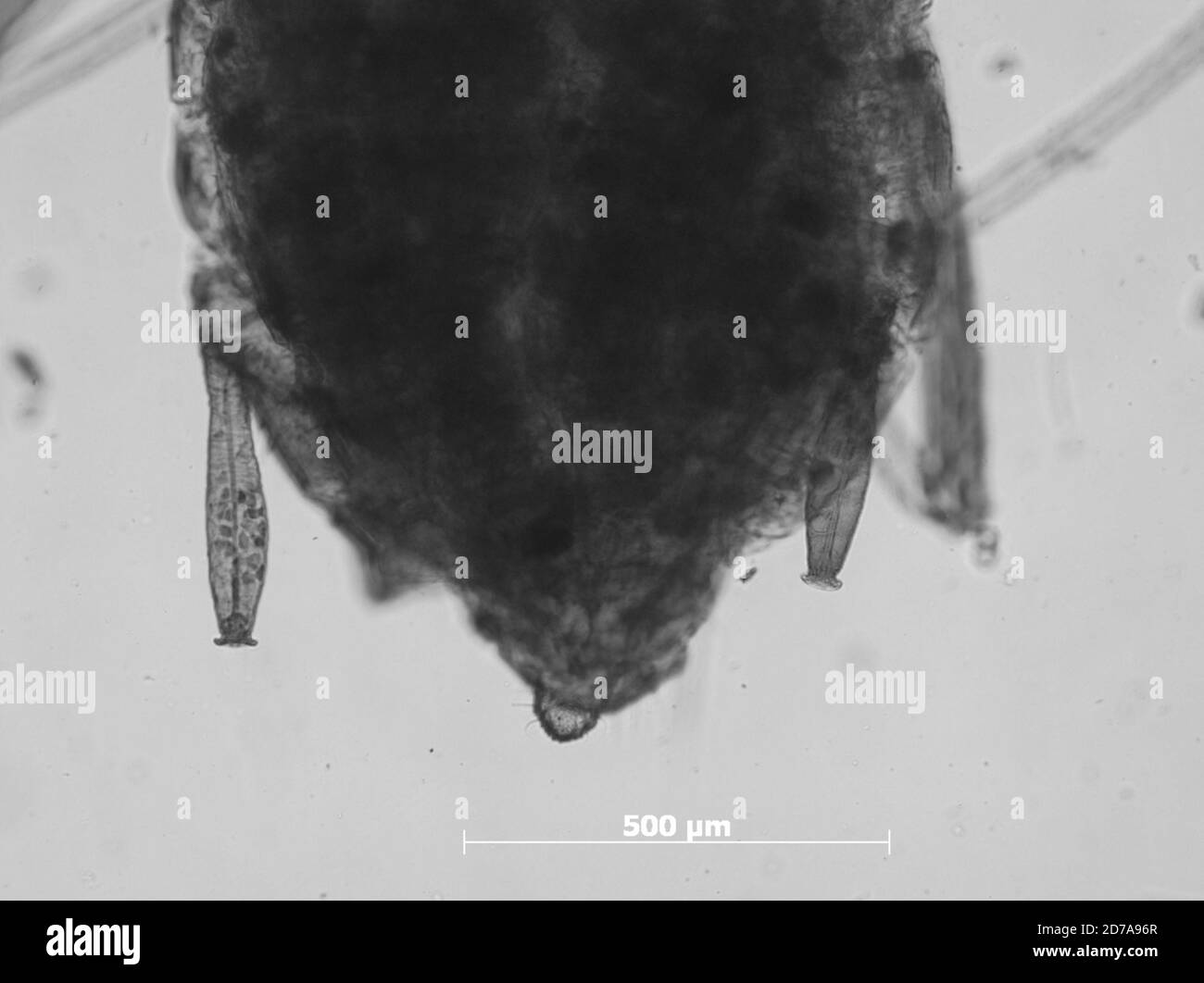 Pecos, San Miguel, Nouveau-Mexique, États-Unis, Rhopalosiphum grabhami Cockerell, 1903, Animalia, Arthropoda, Insecta, Hemiptera, Sternorrhyncha, Aphididae, Aphidinae Banque D'Images