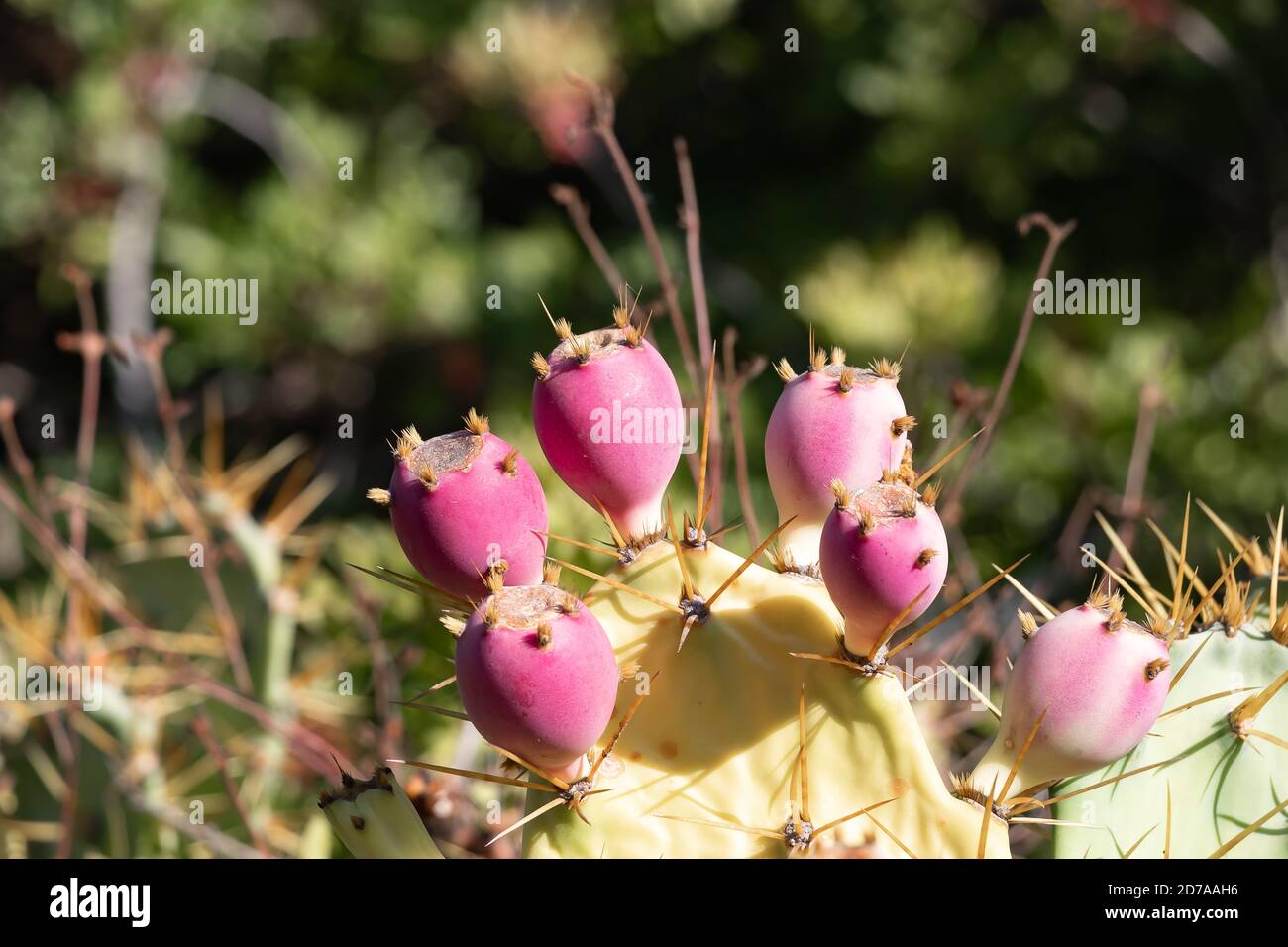 Cactus poire pirickly aux fruits de couleur pourpre (Opuntia, Fico d'India) Banque D'Images