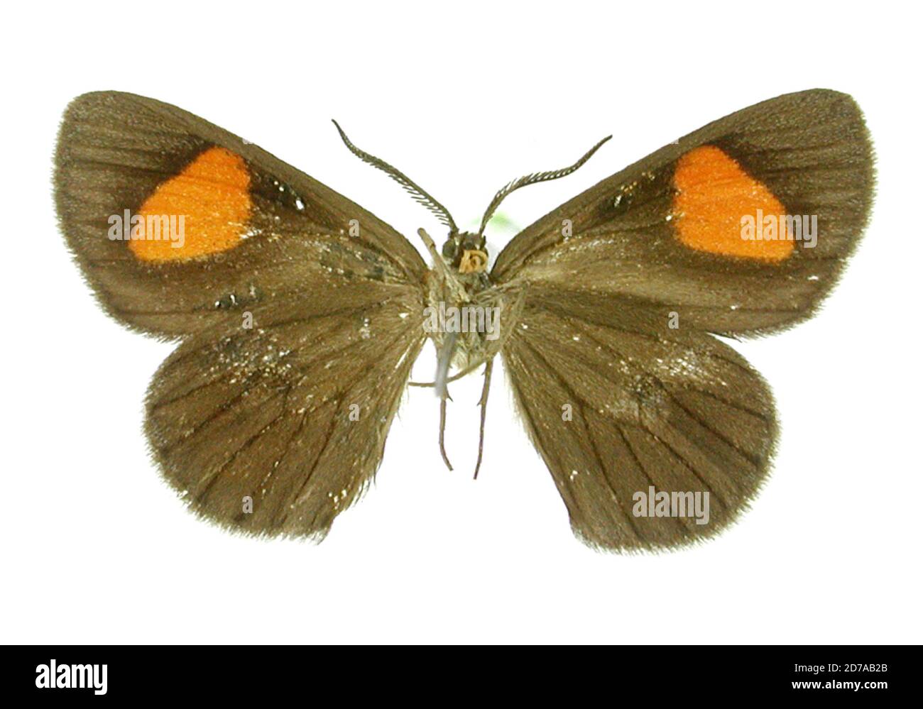 Pink, Colombie, Nelo darthula Thierry-Mieg, 1893, Animalia, Arthropoda, Insecta, Lepidoptera, Geometridae, Ennominae Banque D'Images