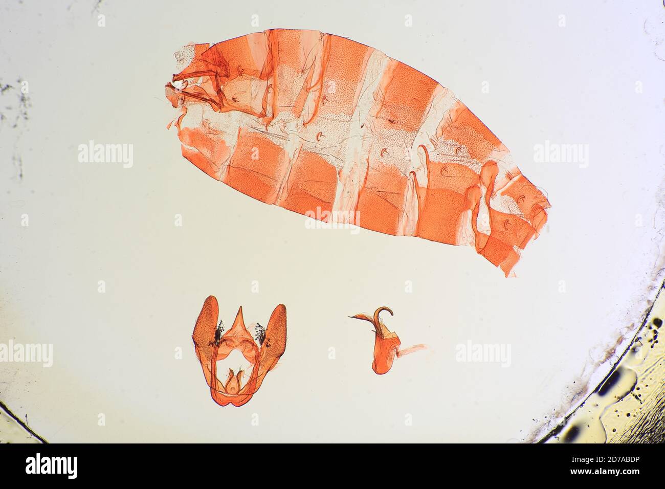 Pinklé, Saint-Jean, rivière Maroni, Guyane française, Stenoma apicalis Busck, 1911, Animalia, Arthropoda, Insecta, Lepidoptera, Glossata, Dépressariidae, Stenomatinae Banque D'Images