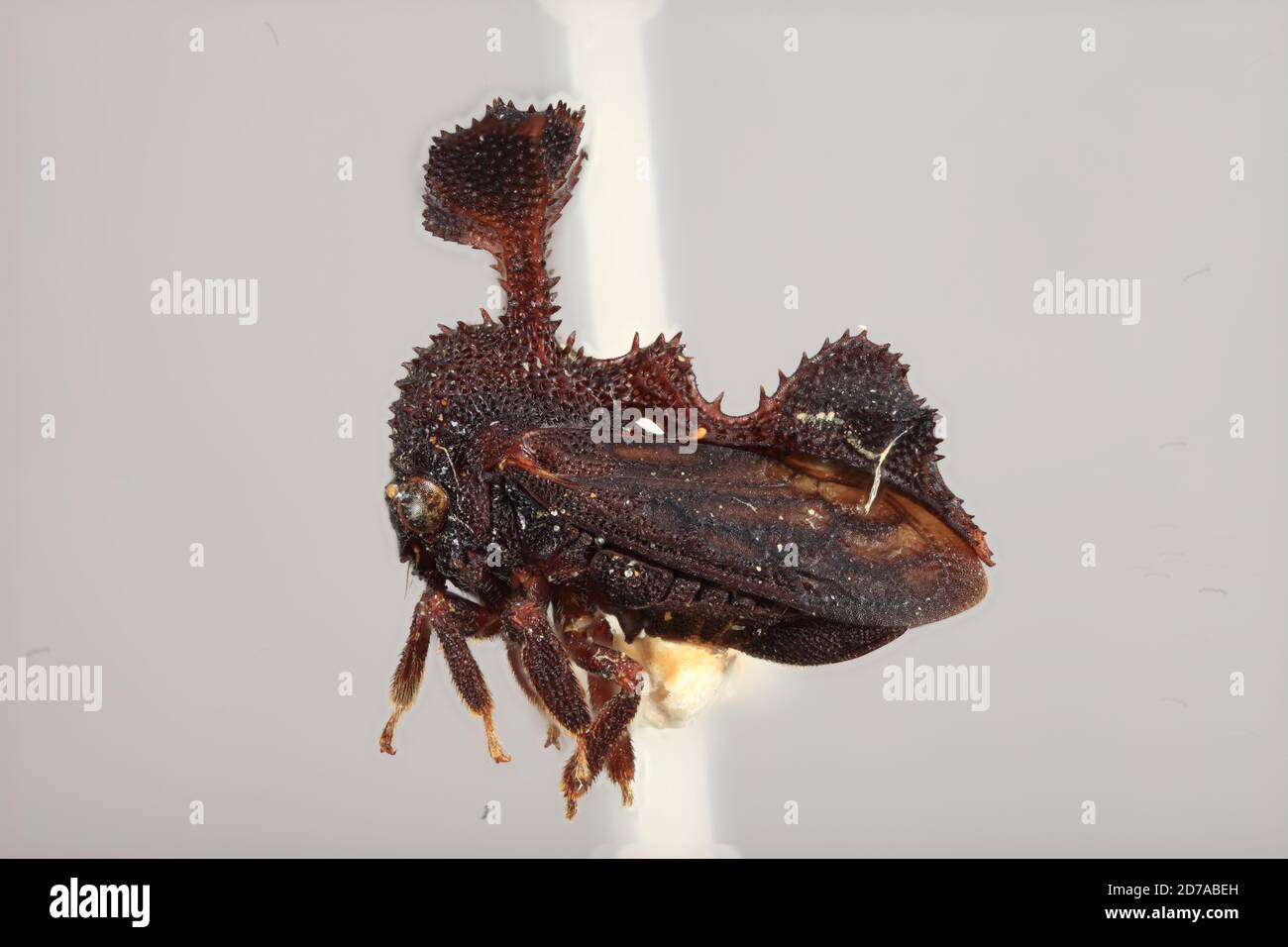 Mowong, W. Borneo, Kalimantan Barat, Indonésie, Centrochares foliatus Funkhouser, 1920, Animalia, Arthropoda, Insecta, Hemiptera, Homoptera, Membracidae Banque D'Images