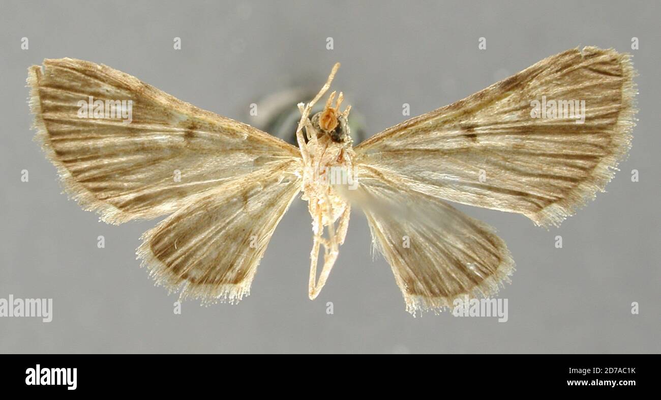 Pinklé, 600 km. En haut de la rivière Maroni, Saint-Laurant du Maroni, Guyane française, Dochephora obscurata Warren, 1906, Animalia, Arthropoda, Insecta, Lepidoptera, Geometridae, Larentiinae Banque D'Images