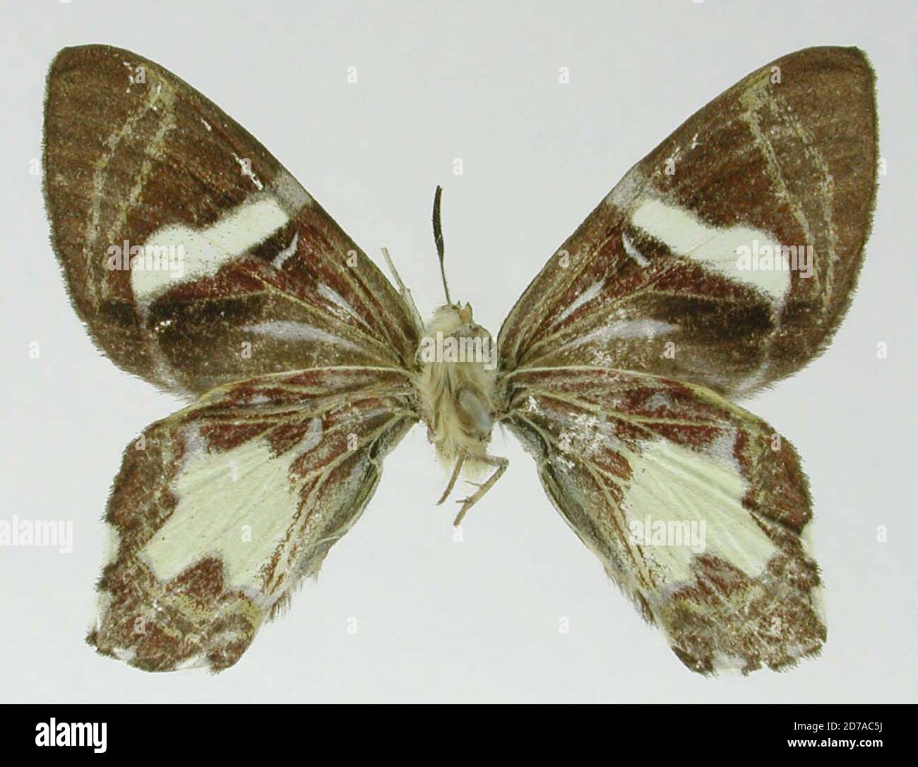 Pinklé, Colombie, Erateina semiluctuata Thierry-Mieg, 1892, Animalia, Arthropoda, Insecta, Lepidoptera, Geometridae, Ennominae Banque D'Images