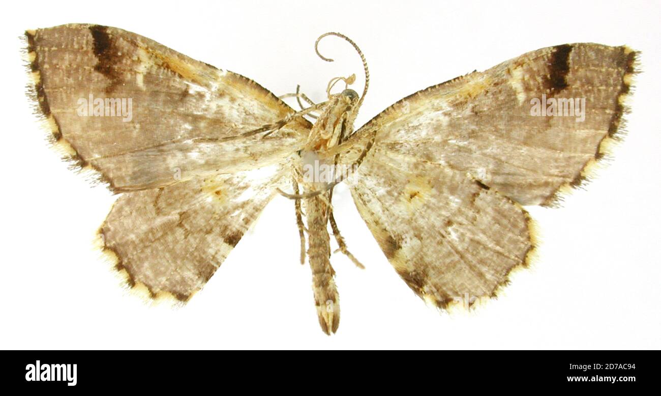 Pinklé, San Antonio pres Cali, Colombie, Psaliodes aliena Dognin, 1910, Animalia, Arthropoda, Insecta, Lepidoptera, Geometridae, Larentiinae Banque D'Images
