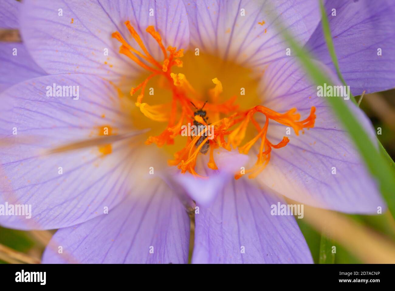 Natural World Beauty concept - abeille cachée profondément le centre d'un crocus d'automne Banque D'Images