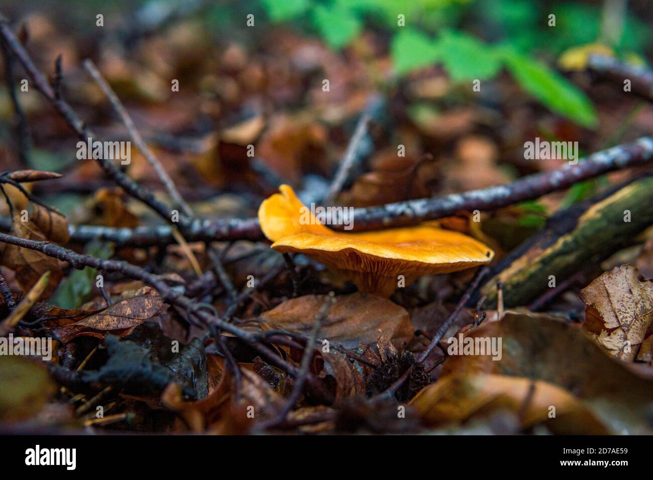 Hygrophoropsis aurantiaca, communément connu sous le nom de fausse chanterelle, est une espèce de champignon de la famille des Hygrophoropsidaceae Banque D'Images