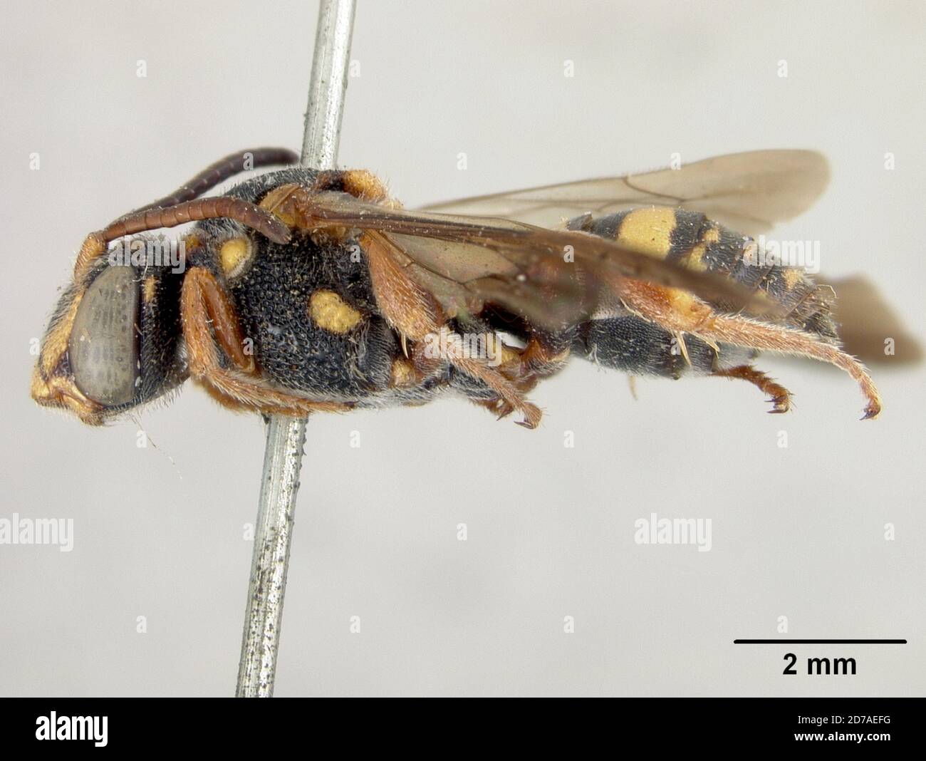 Broché, Louisiane, États-Unis, Nomada (Micronomada) crassula Cockerell, 1903, Animalia, Arthropoda, Insecta, Hyménoptères, Apidae Banque D'Images