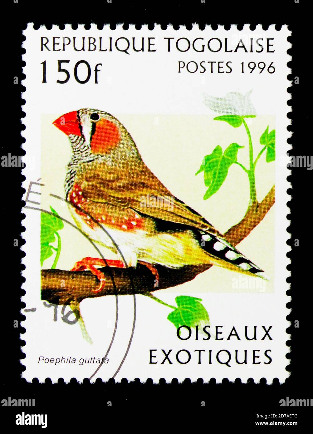 MOSCOU, RUSSIE - 26 NOVEMBRE 2017 : un timbre imprimé au Togo montre Zebra Finch (Poephila guttata), série d'oiseaux exotiques, vers 1996 Banque D'Images