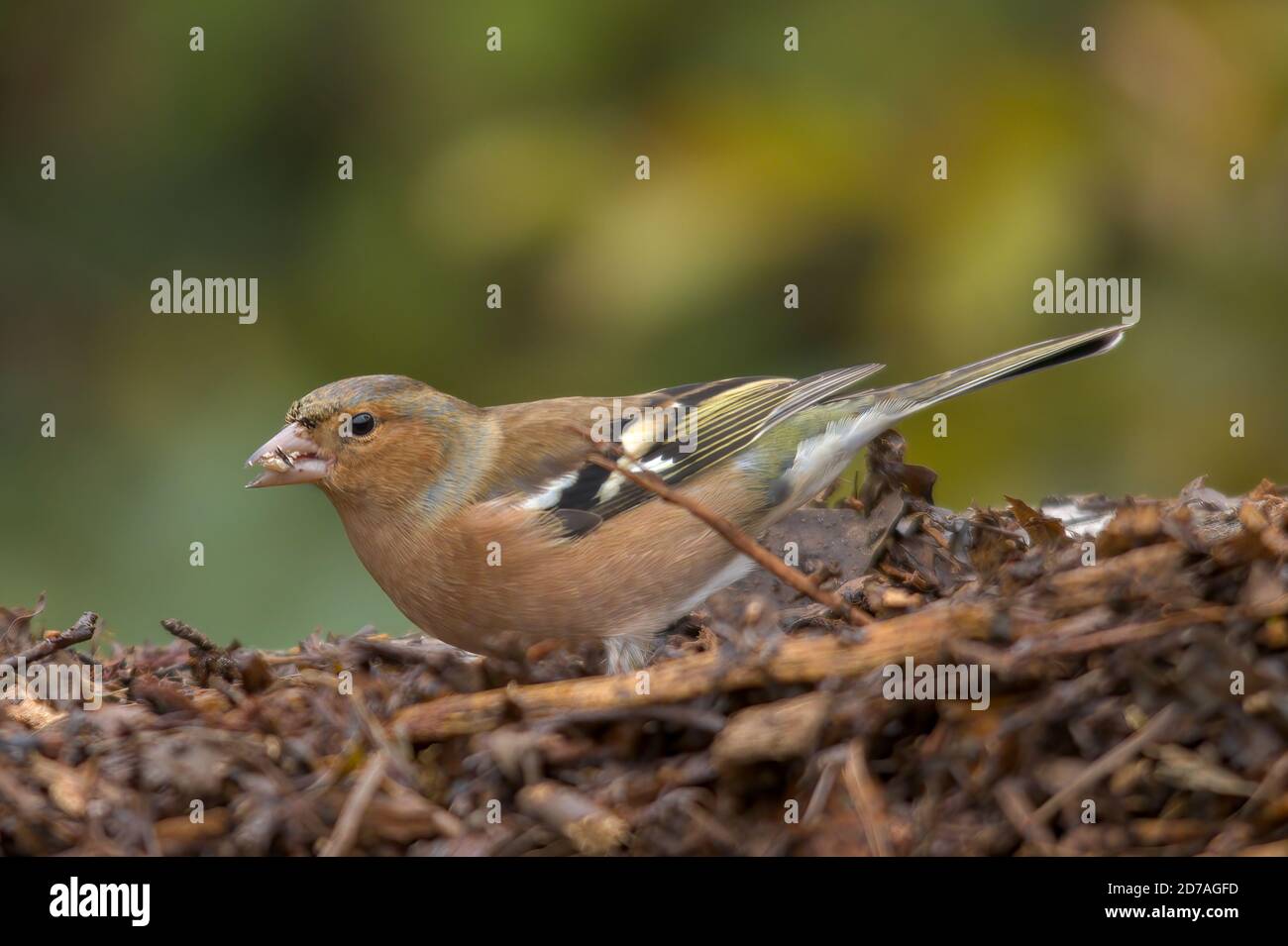 Chaffinch commun (Fringilla coelebs) mâle nourrissant des oiseaux au sol, Royaume-Uni Banque D'Images