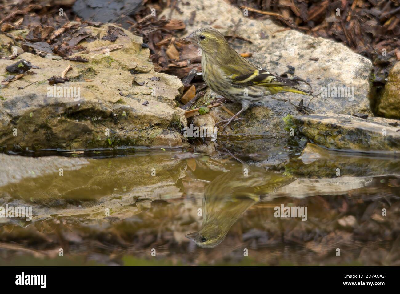 Siskin (Spinus spinus), également appelé siskin commun, siskin eurasien ou siskin européen, oiseau femelle visitant un étang pour l'eau potable Banque D'Images
