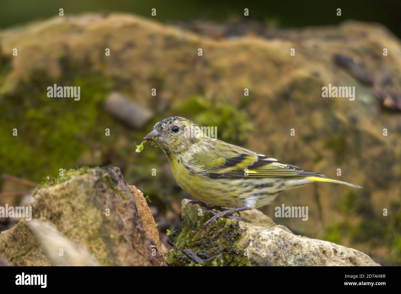 Siskin (Spinus spinus), aussi appelé siskin commun, siskin eurasien ou siskin européen, une femelle qui se nourrit d'oiseaux Banque D'Images