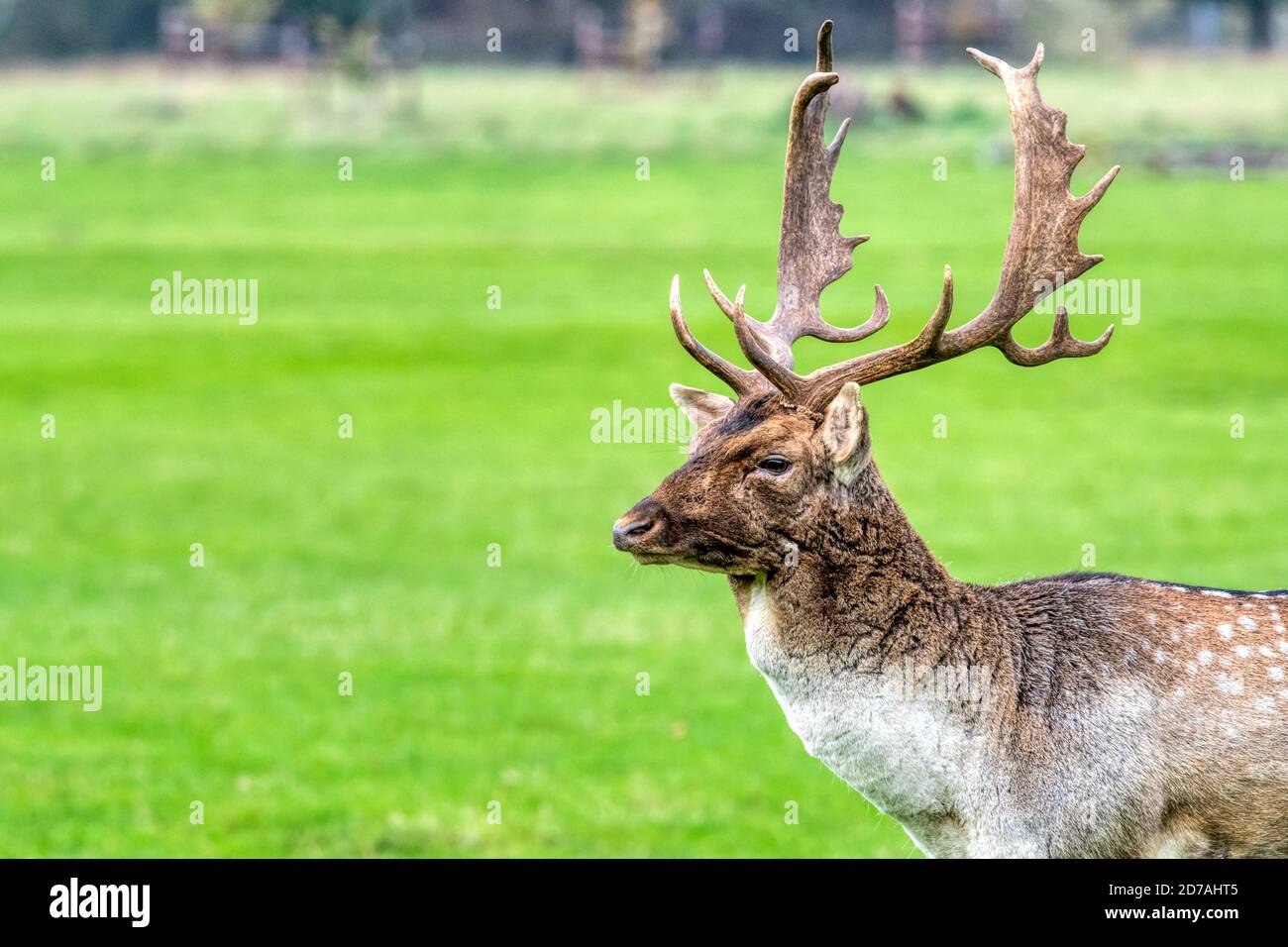 Un buck de cerf en jachère, Dama dama, à Holkham, dans le nord de Norfolk. Banque D'Images