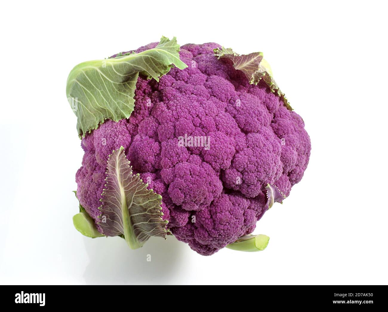 Chou-fleur violet contre FOND BLANC Banque D'Images