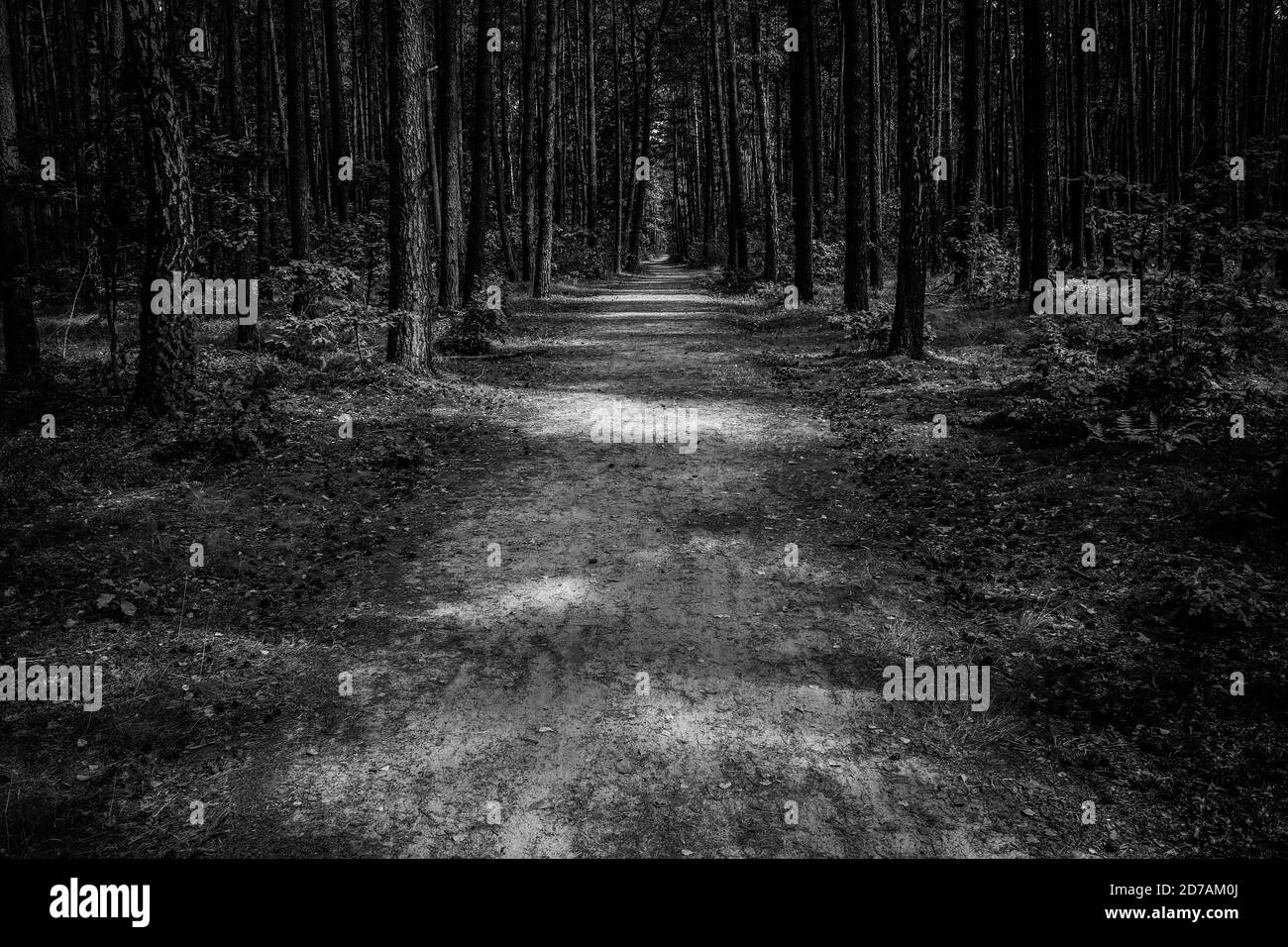 Sentier à travers le pin jeune avant, image en noir et blanc Banque D'Images