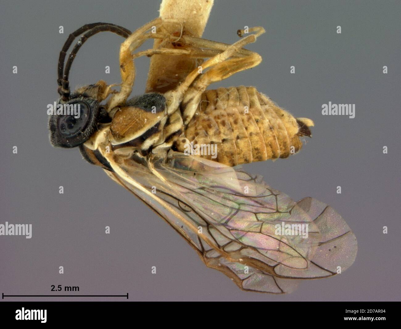 Charter Oak, Huntingdon, Pennsylvanie, États-Unis, Periclista hicoriae Rohwer, 1917, Animalia, Arthropoda, Insecta, Hyménoptères, Symphyta, Tenthredinidae Banque D'Images