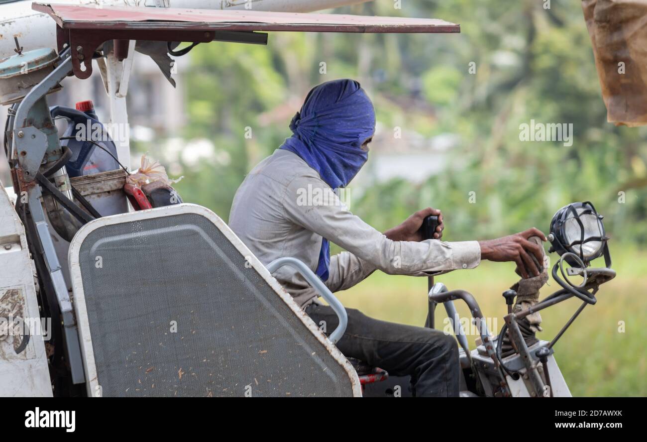 Faites face à l'homme couvert par temps chaud lorsqu'il utilise la moissonneuse-batteuse dans le champ de paddy. Banque D'Images