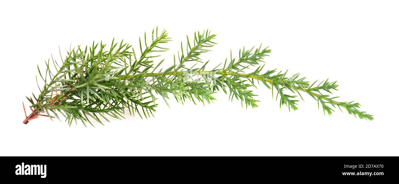 Branche verte Juniper, isolée sur fond blanc. Plantes ornementales pour la conception de paysage. Banque D'Images