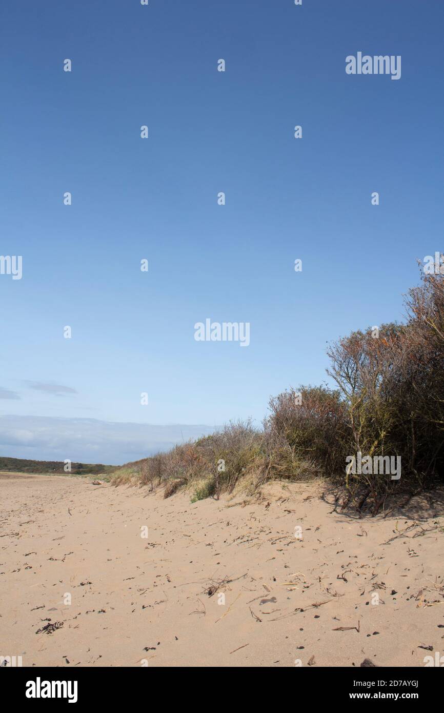 Buissons d'argousier longeant la plage de sable de Sand Bay, Somerset, Royaume-Uni Banque D'Images