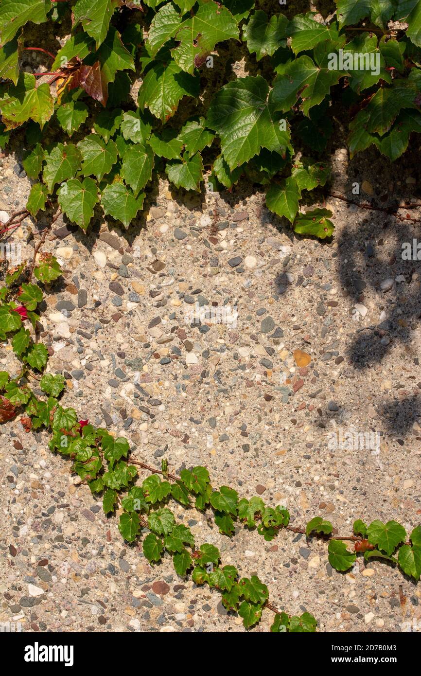 Vue rapprochée de l'arrière-plan d'un mur en pierre Couvert de vignes et de feuilles de vriy de Boston en plein soleil Banque D'Images
