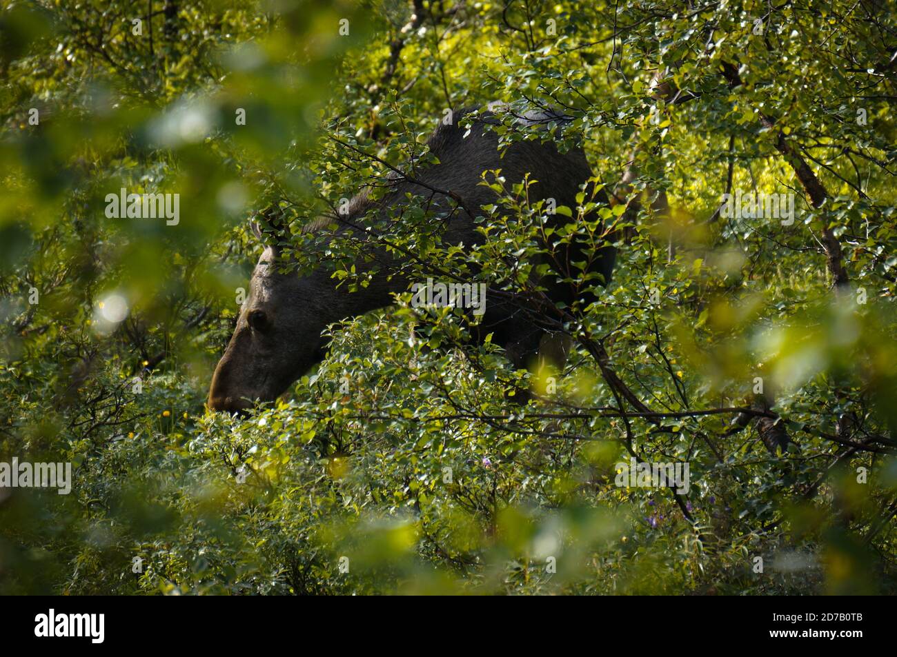 Vache à l'orignal sur un pré vert avec des arbres en douceur soleil en été Banque D'Images