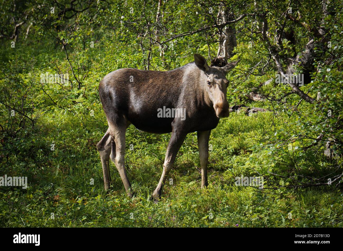 Vache à l'orignal sur un pré vert avec des arbres en douceur soleil en été Banque D'Images